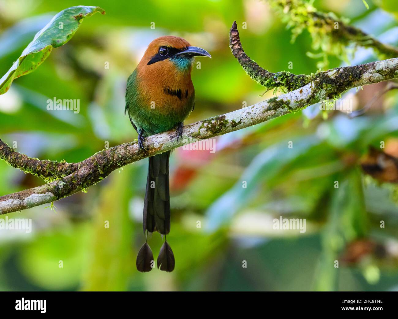 A Broad-billed Motmot (Electron platyrhynchum) perched on a branch. Costa Rica. Stock Photo