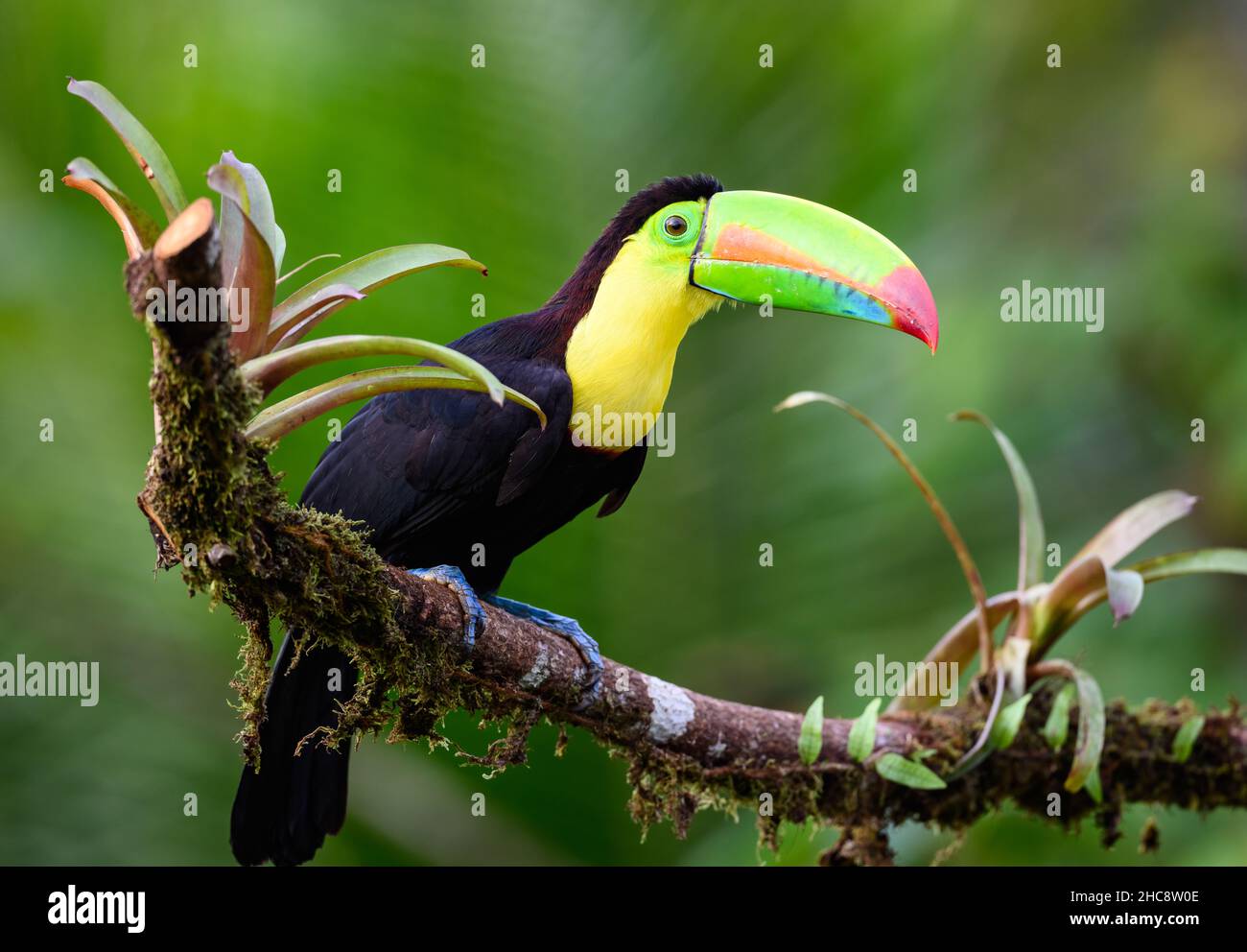 A Keel-billed Toucan (Ramphastos sulfuratus) perched on atree. Costa Rica. Stock Photo