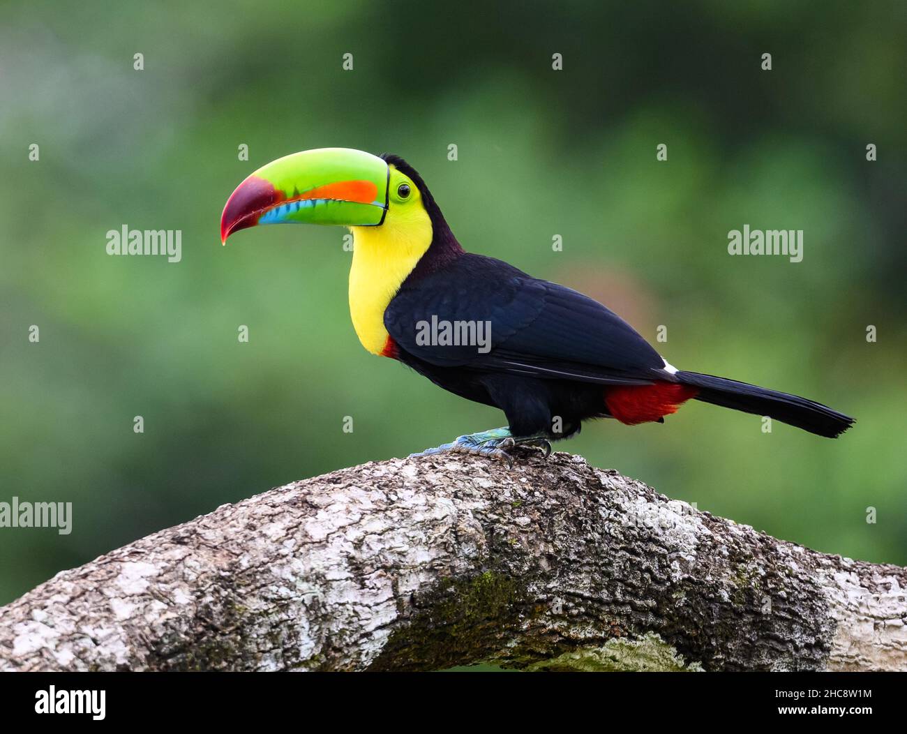 A Keel-billed Toucan (Ramphastos sulfuratus) perched on atree. Costa Rica. Stock Photo