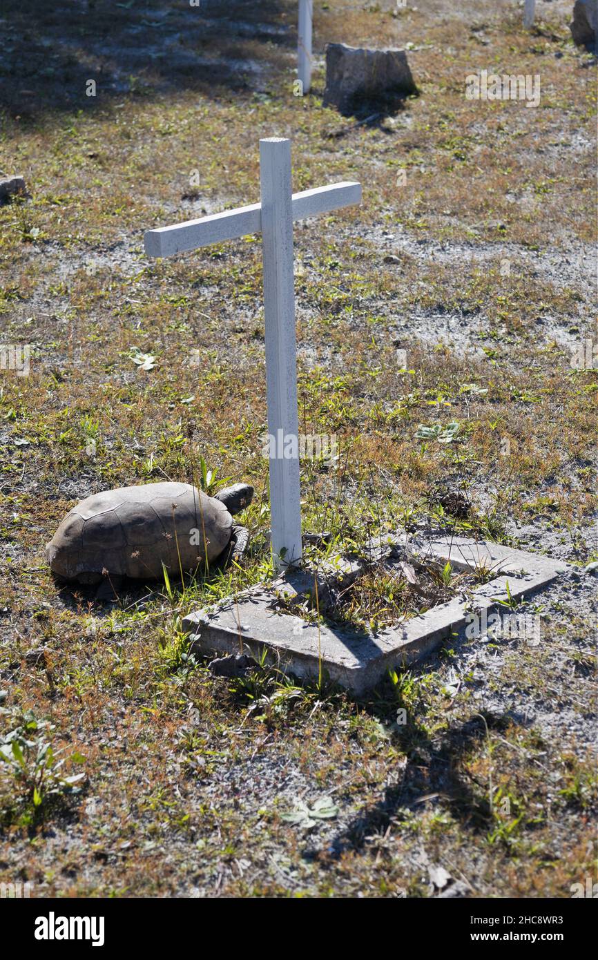 A tortoise basking in the sun at the cemetery at Egmont Key in St