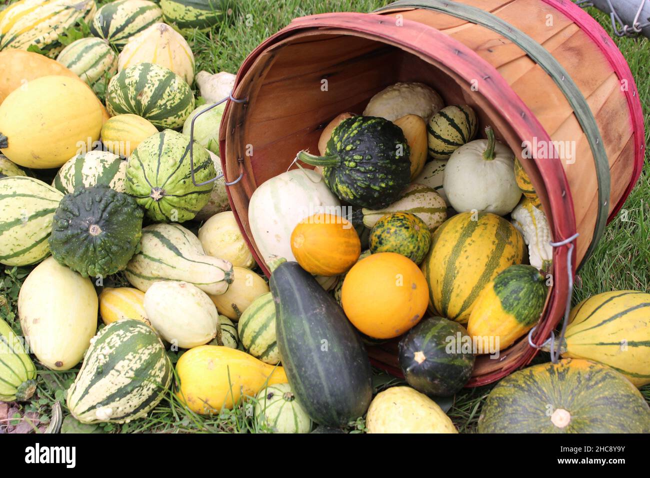 Pile of fresh pumpkins and watermelons in a big basket Stock Photo - Alamy