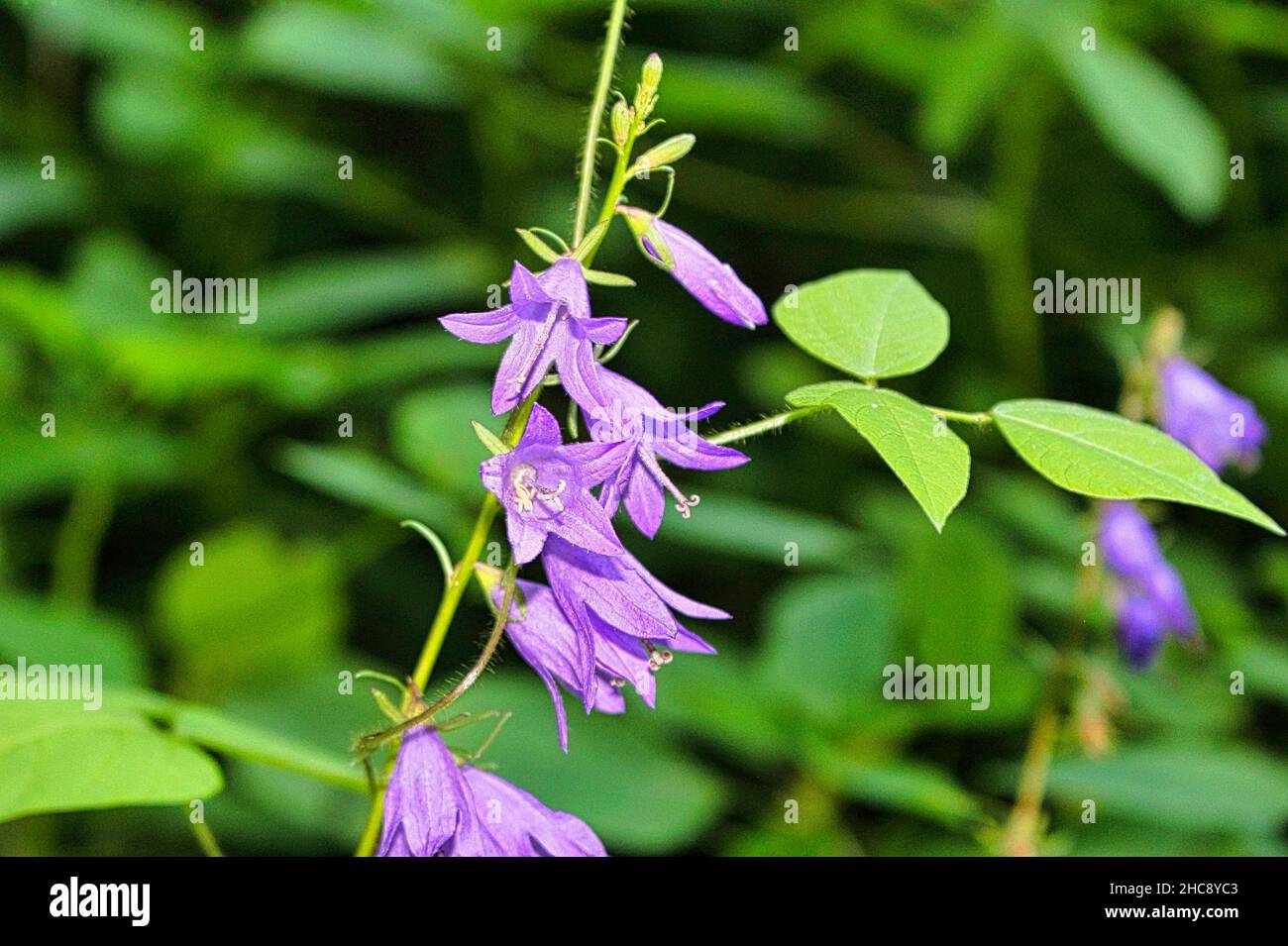 Closeup shot of a purple creeping bellflower or Campanula rapunculoides flower in the garden Stock Photo