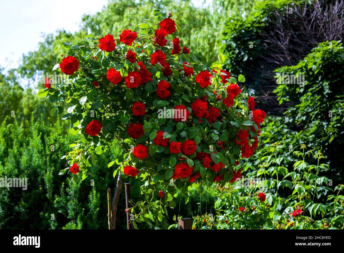 bunch of bush roses with red blooming buds against the backyard green trees lit by sunlight, landscape design with manicured plants close-up, nobody. Stock Photo