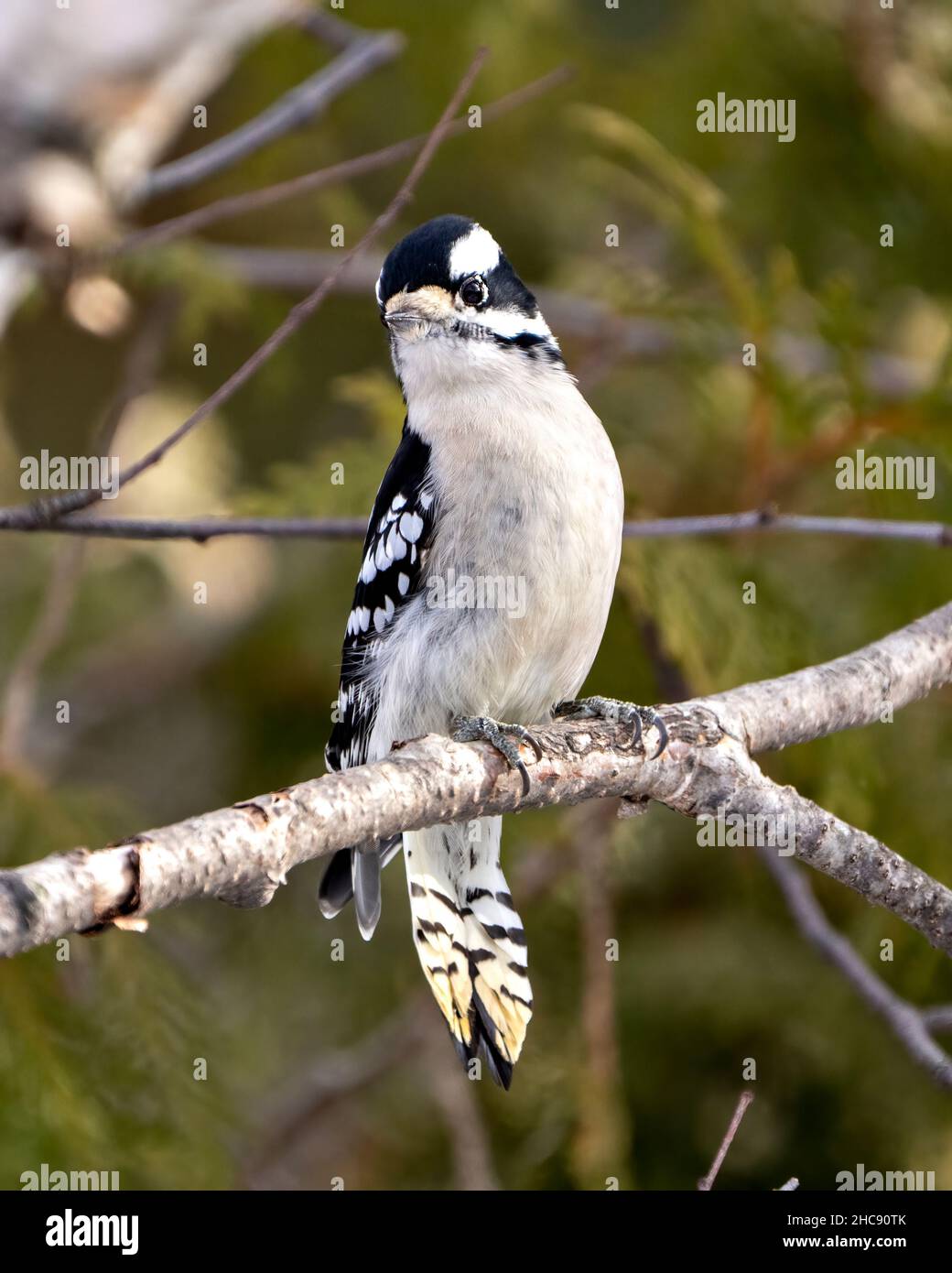 Woodpecker perched on a tree branch with a blur background in its environment and habitat surrounding, displaying white and black feather plumage wing Stock Photo