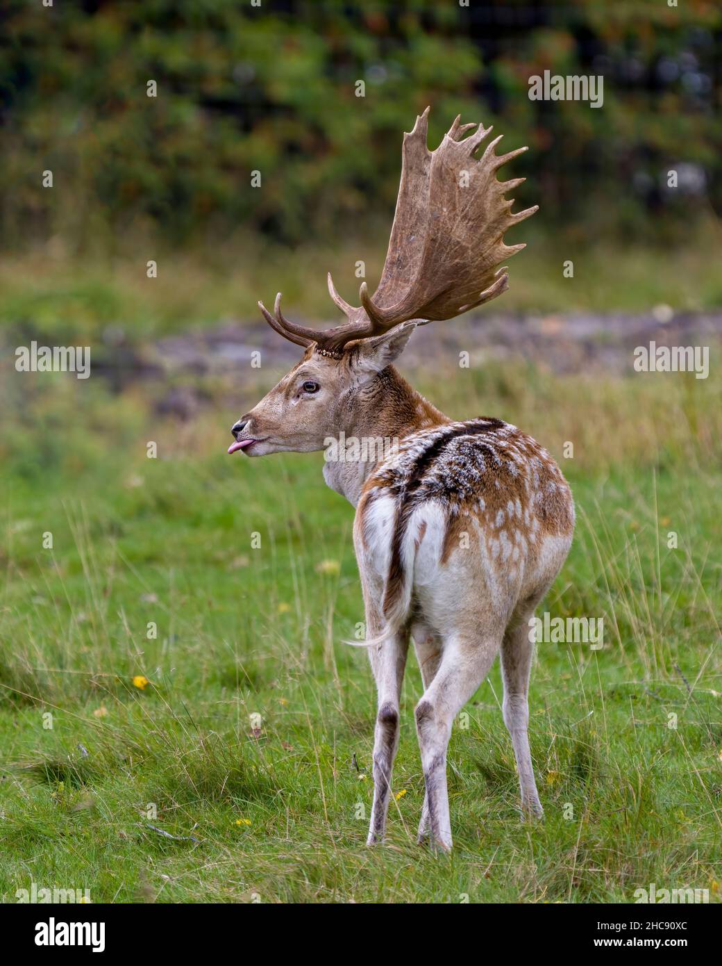 Deer rear deals