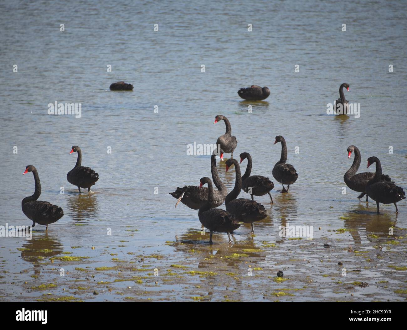 Close up of a flock of Black Swans feeding on a mud flat on the Otago peninsula of the South island of New Zealand. Stock Photo