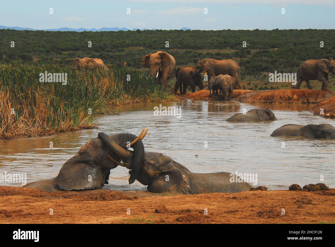 A delightful scene of a herd of wild Elephants bathing and playing in a lake at the Addo Elephant Reserve in South Africa. Many more like this. Stock Photo