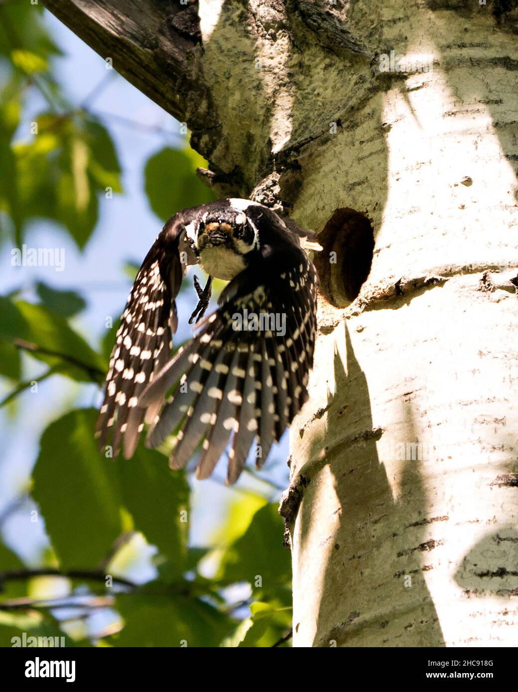Woodpecker flying out of its nest house with spread wings with blur background in its environment and habitat surrounding. Woodpecker Hairy Image. Pic Stock Photo
