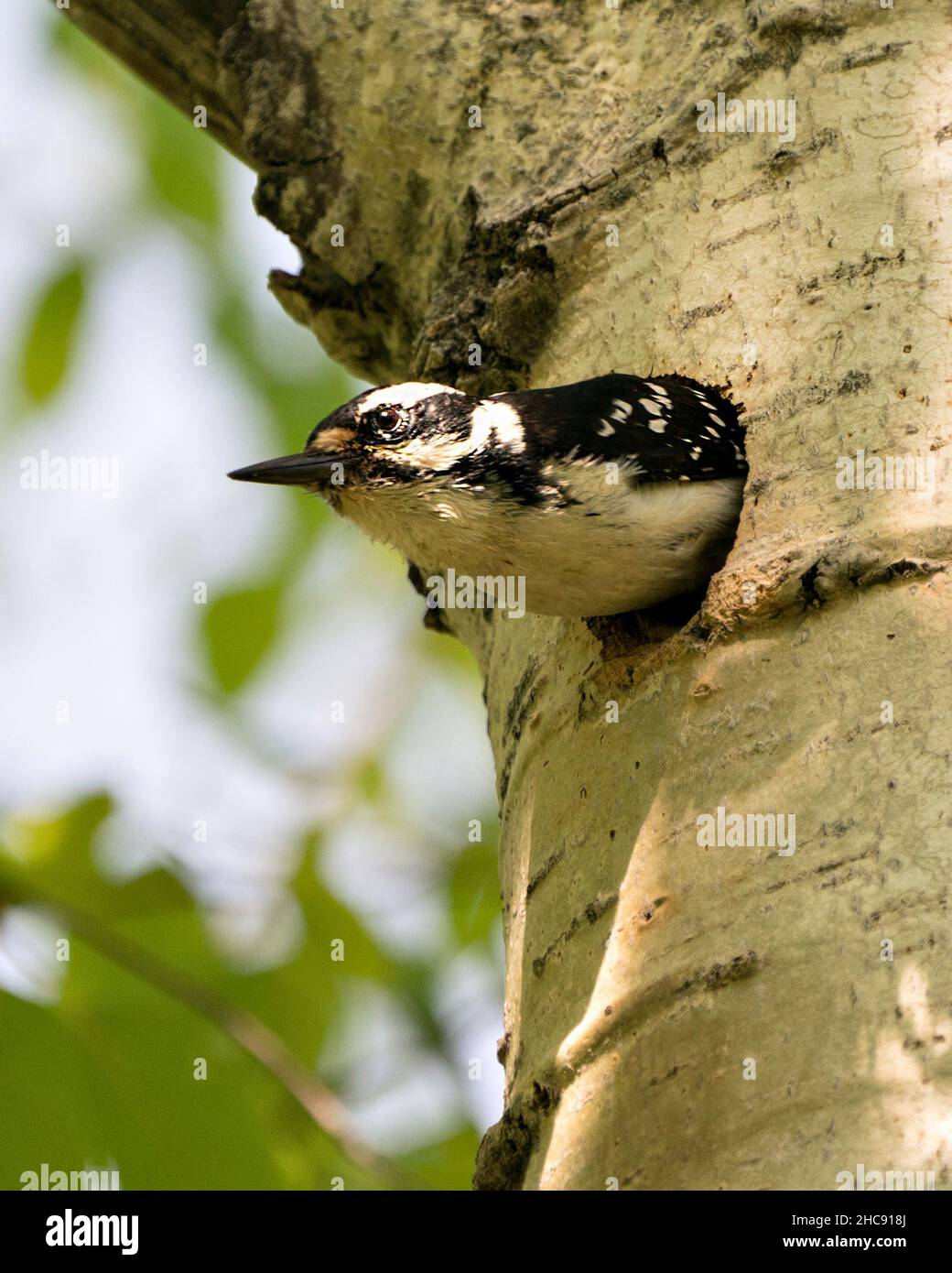 Woodpecker head out of its nest hole home guarding and protecting the nest  in its environment and habitat surrounding. Woodpecker Hairy Image. Stock Photo