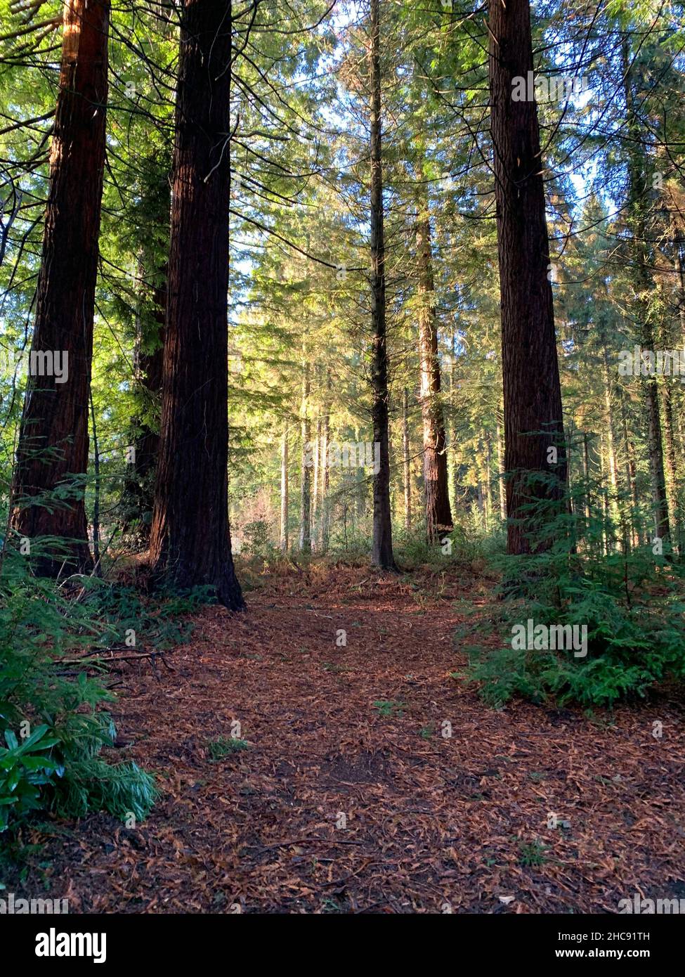 Longleat Park near Frome Somerset wood woods tall trees big large massive leaf leaves Autumn
