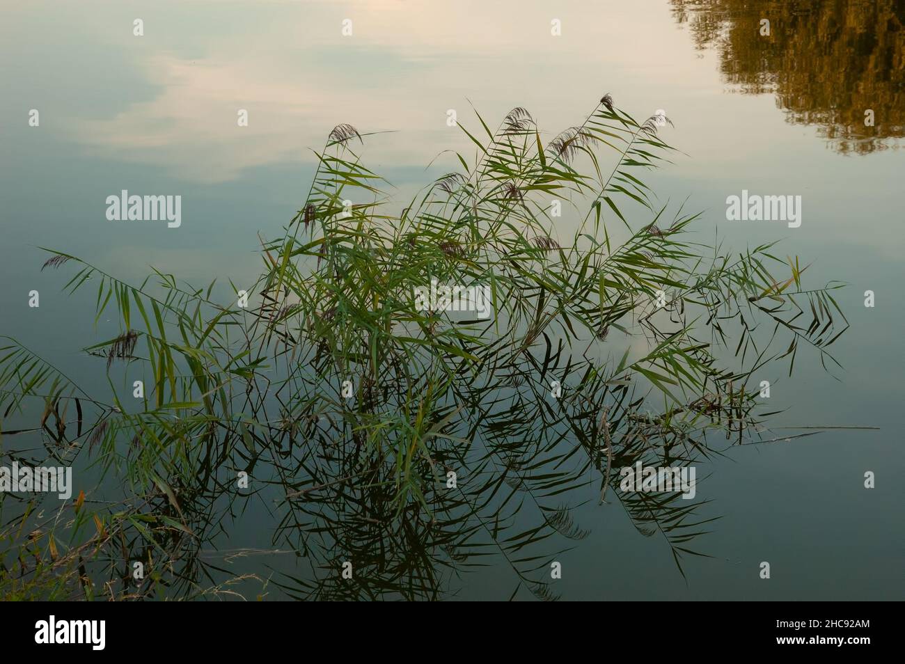 green reeds in calm water reflecting the sky and trees Stock Photo
