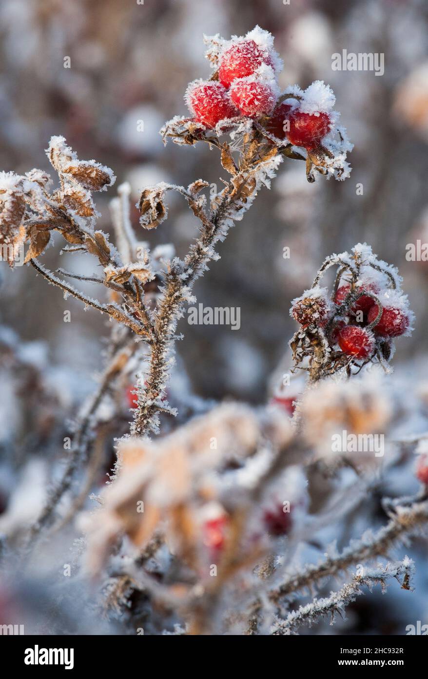 ROSE HIP with frost Stock Photo - Alamy