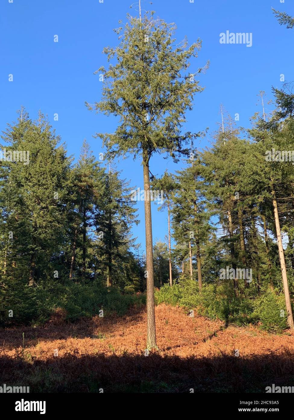 Tall skinny trees hi-res stock photography and images - Alamy