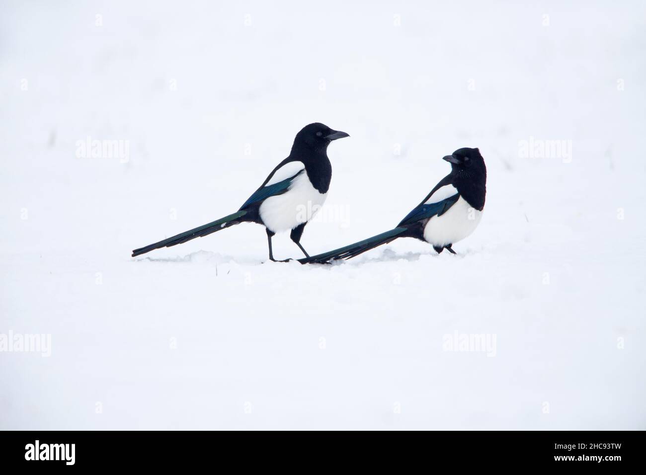 Magpie, (Pica pica), two on snow covered field in winter, searching for food, Lower Saxony, Germany Stock Photo