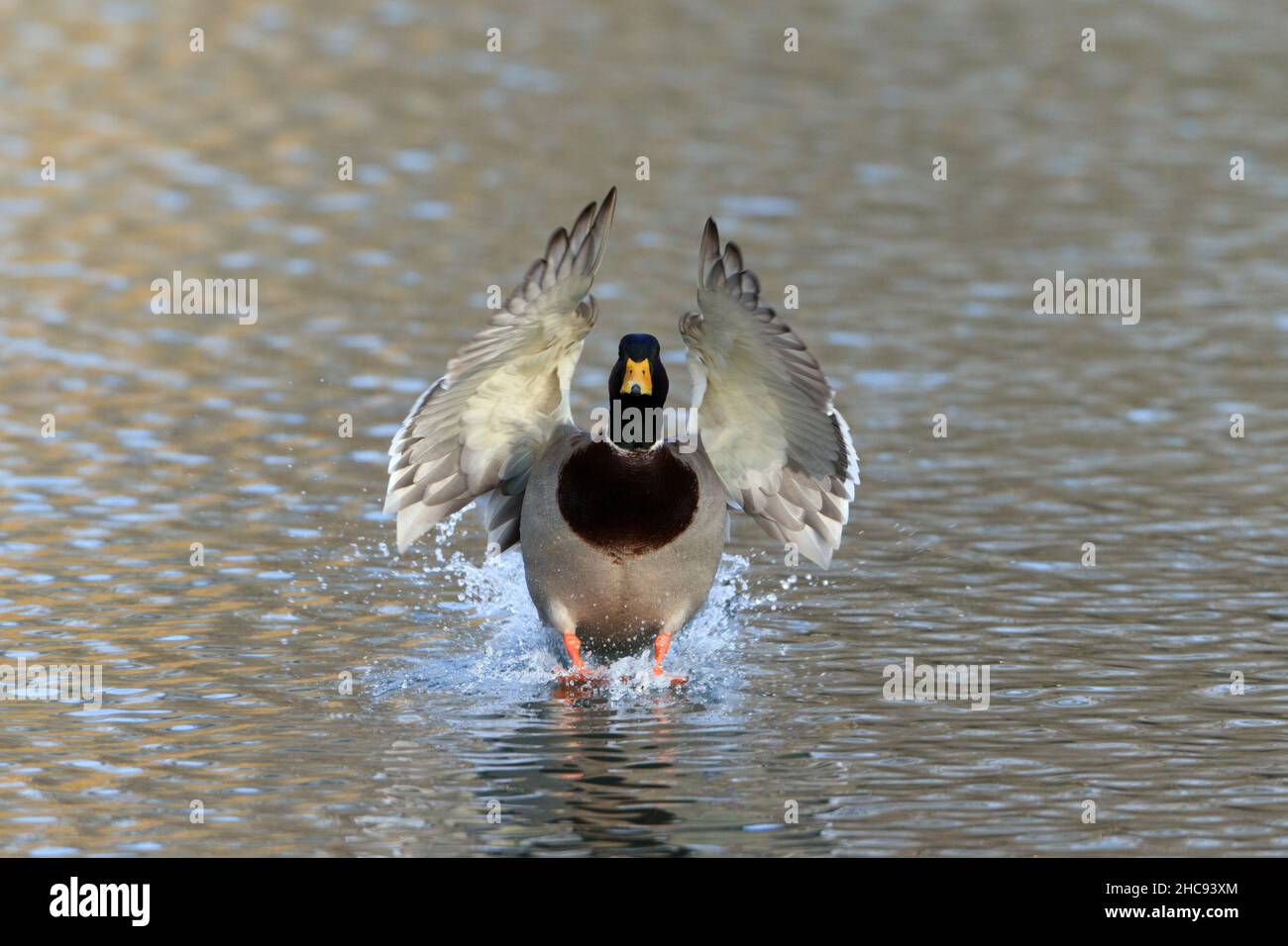 Mallard, (Anas platyrhynchos), in flight, about to alight on lake, Hessen, Germany Stock Photo