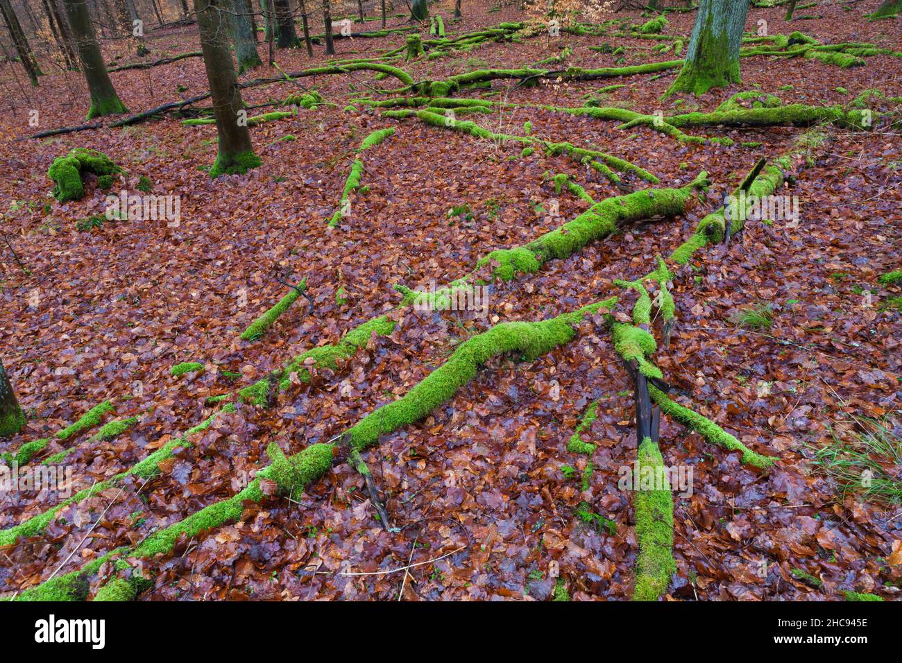 Beech Trees, (fagus sylvatica), dead stems lying on woodland floor, covered in moss, in winter, Bramwald, south lower Saxony, Germany Stock Photo