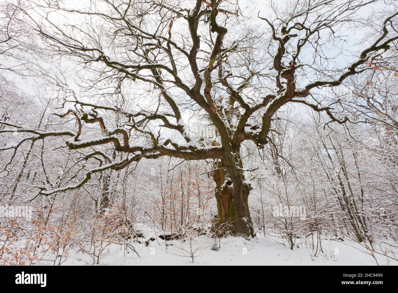 Ancient tree in winter hi-res stock photography and images - Alamy
