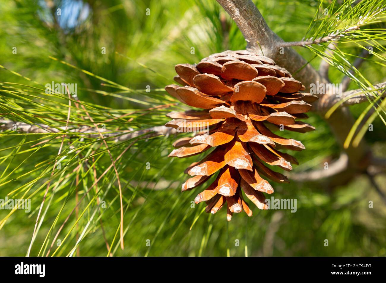 Cedar cone on a green branch Stock Photo