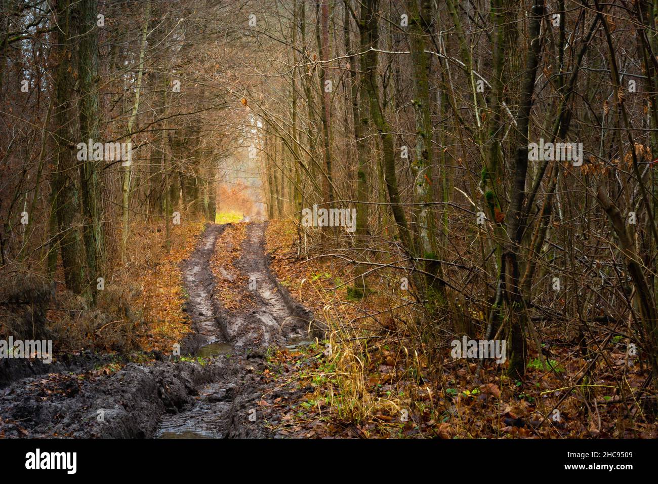 Muddy road through the dark autumn forest, Nowiny, Poland Stock Photo