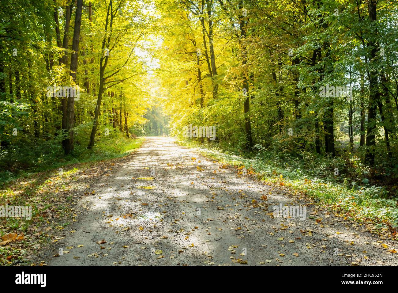 The road through the forest and sunlit trees, early autumn Stock Photo