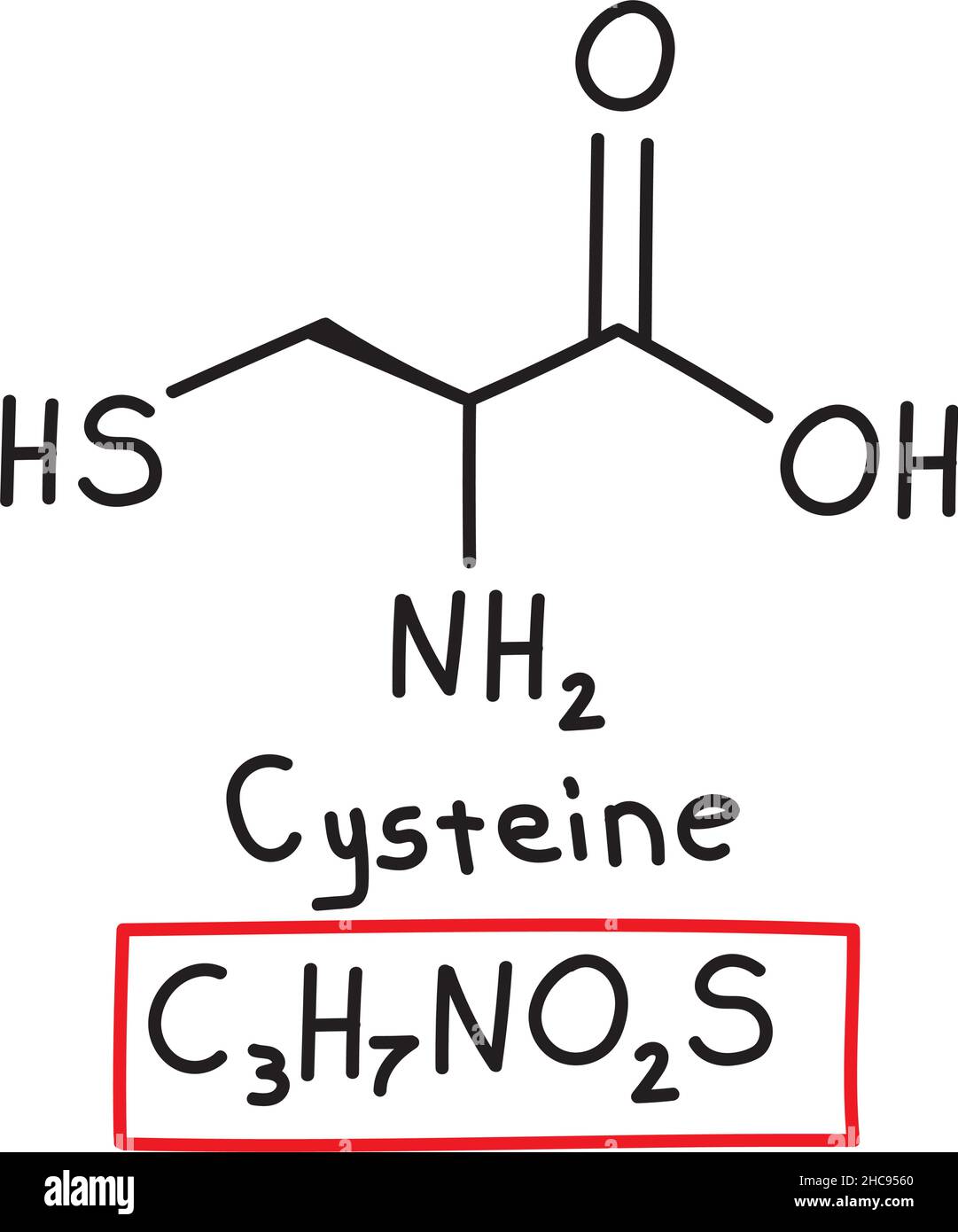 Cysteine metabolism Cut Out Stock Images & Pictures Alamy