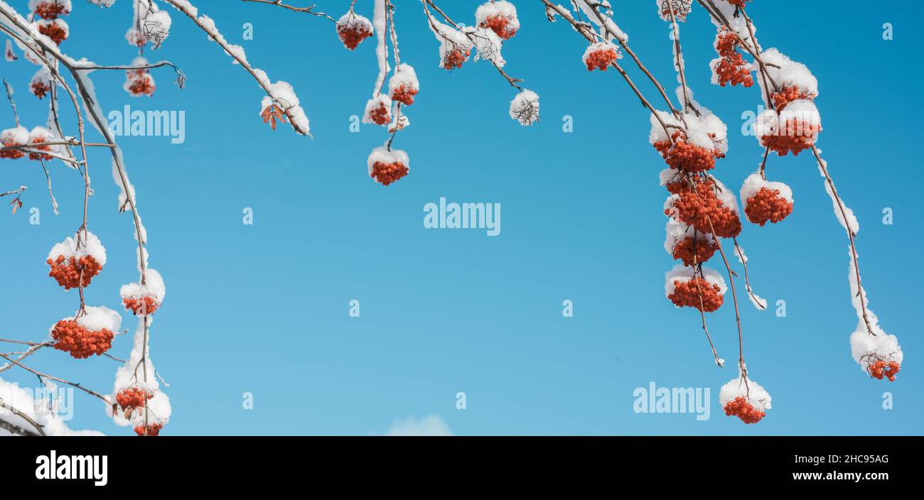 Rowan tree winter hi-res stock photography and images - Alamy