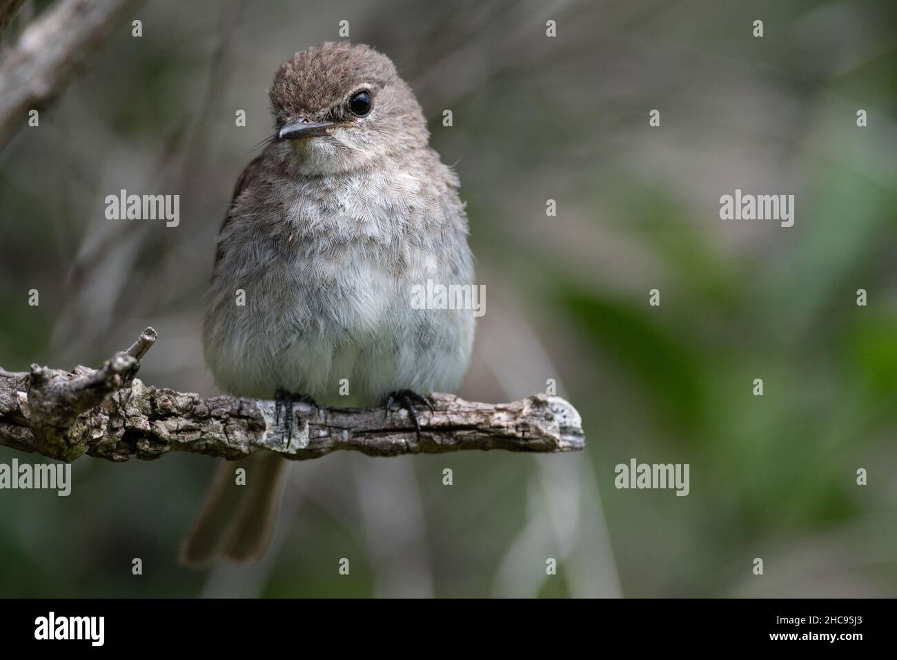 Musciapa adusta hi-res stock photography and images - Alamy