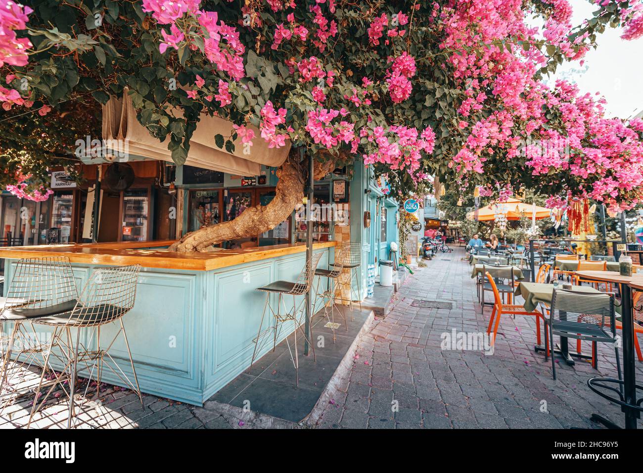 26 August 2021, Kas, Turkey: A large bush of flowering Bougainvillea on the street of the city of Kash among bars and restaurants Stock Photo