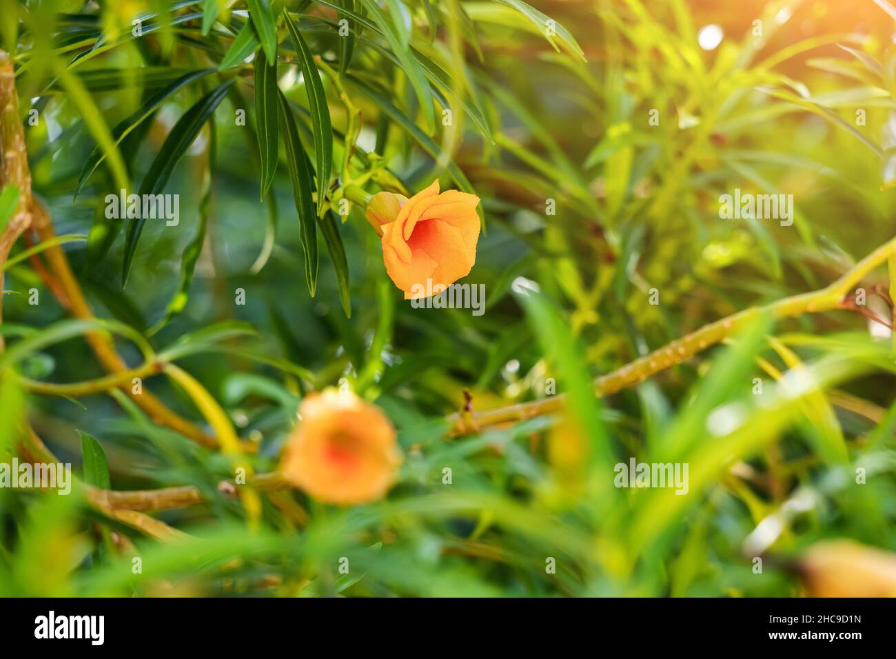 Cascabela thevetia or Yellow Oleander tree is widely used as ornamental ...