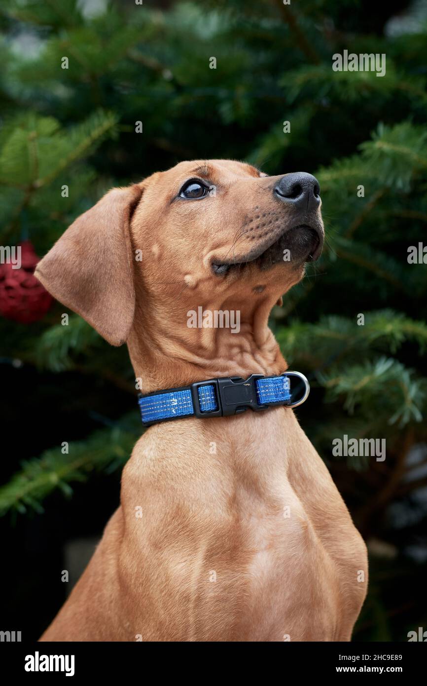 Brown Rhodesian Ridgeback dog puppy with blue collar sits in front of a christmas tree. Stock Photo