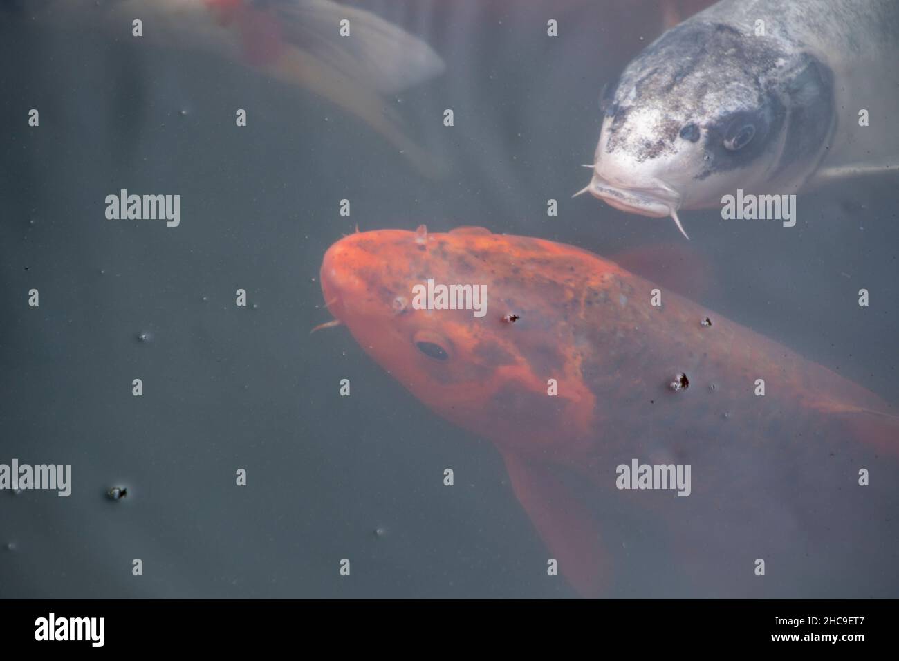 Landscape of koi fish in Luisenpark Mannheim Baden Wurttemburg Stock