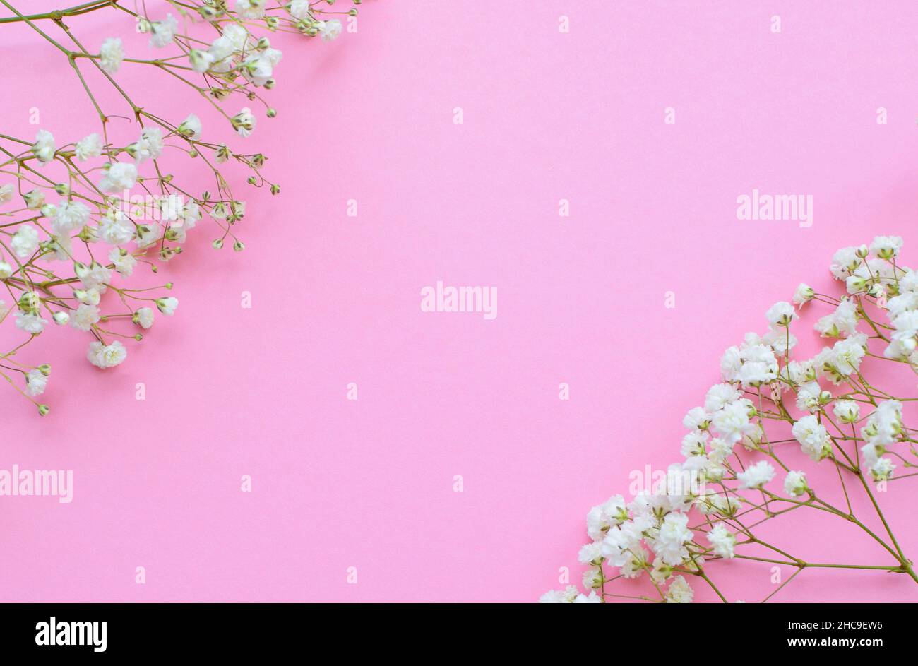 Beautiful small white flowers of gypsophila on a pink background. Place for text Stock Photo