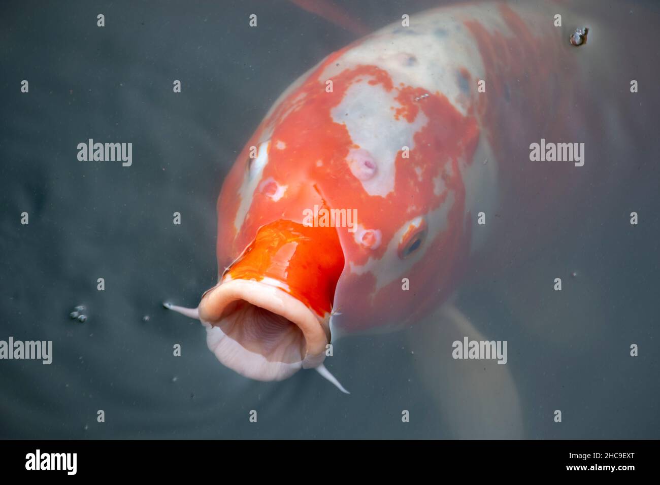 Landscape of koi fish in Luisenpark Mannheim Baden Wurttemburg Stock