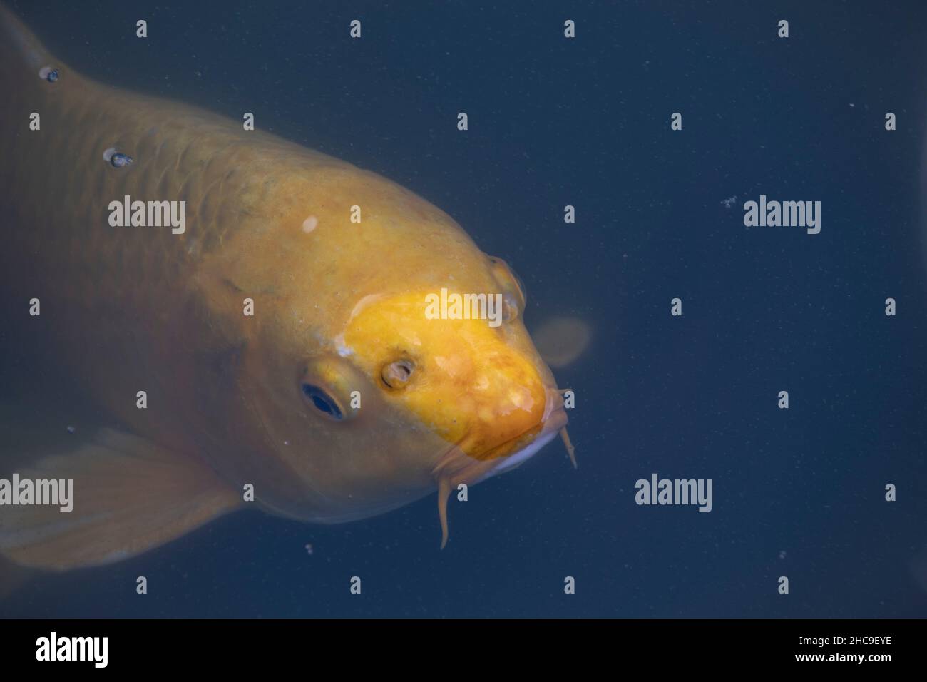 Landscape of koi fish in Luisenpark Mannheim Baden Wurttemburg Stock