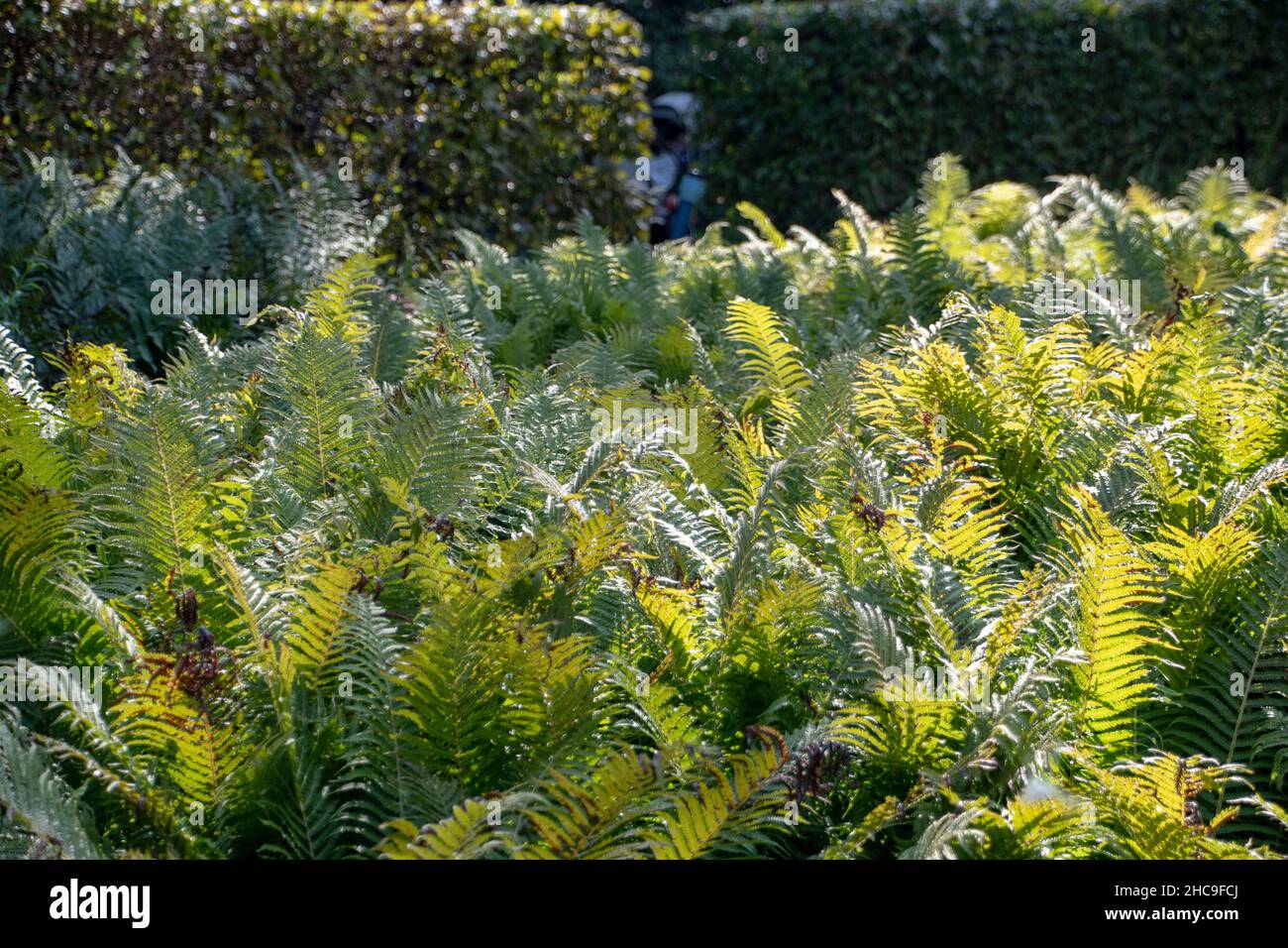 Matteuccia ostrich ferns growing in Luisenpark Mannheim Baden Wurttemburg Stock Photo