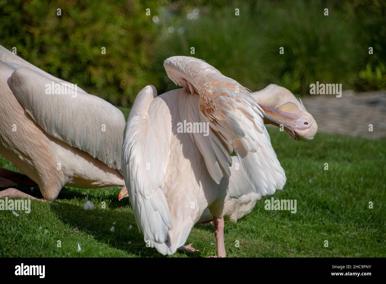 Landscape of pelecanus onocrotalus pelicans in Luisenpark Mannheim Baden Wurttemburg Stock Photo