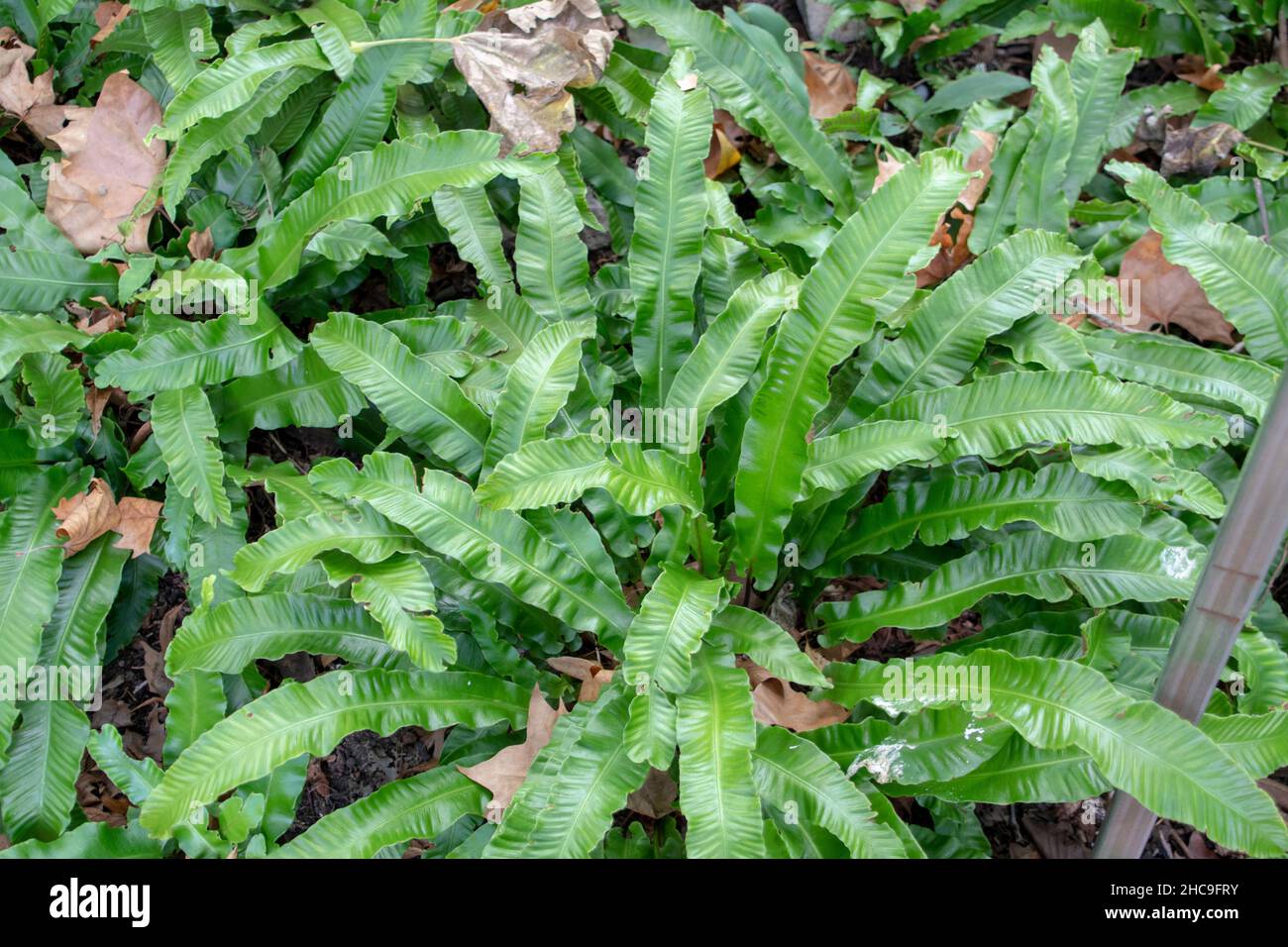 Asplenium scolopendrium harts tongue fern growing in Luisenpark Mannheim Baden Wurttemburg Stock Photo