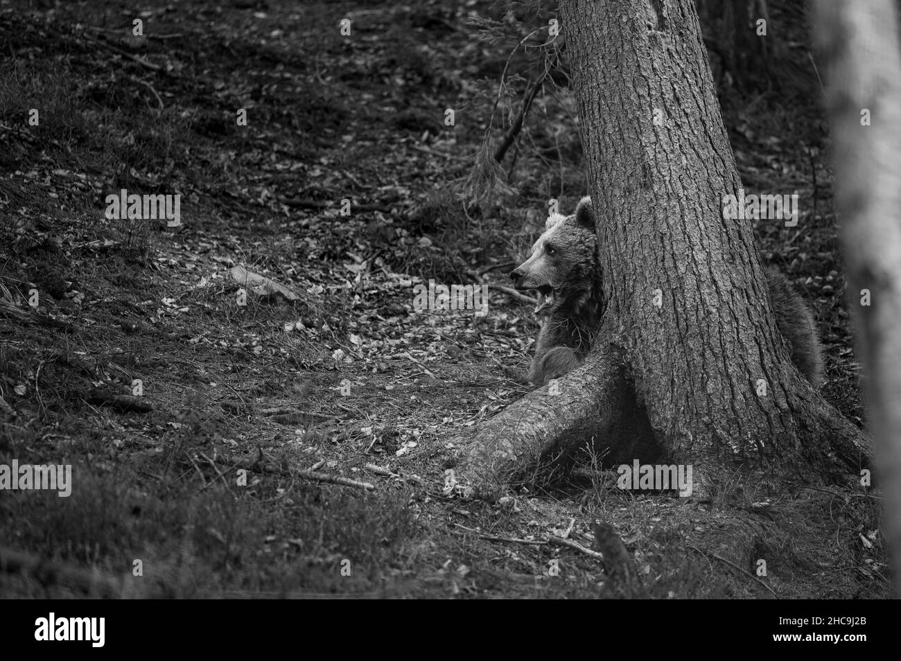 Large forest hunter bear on a walk, hunting and foraging, bear near a