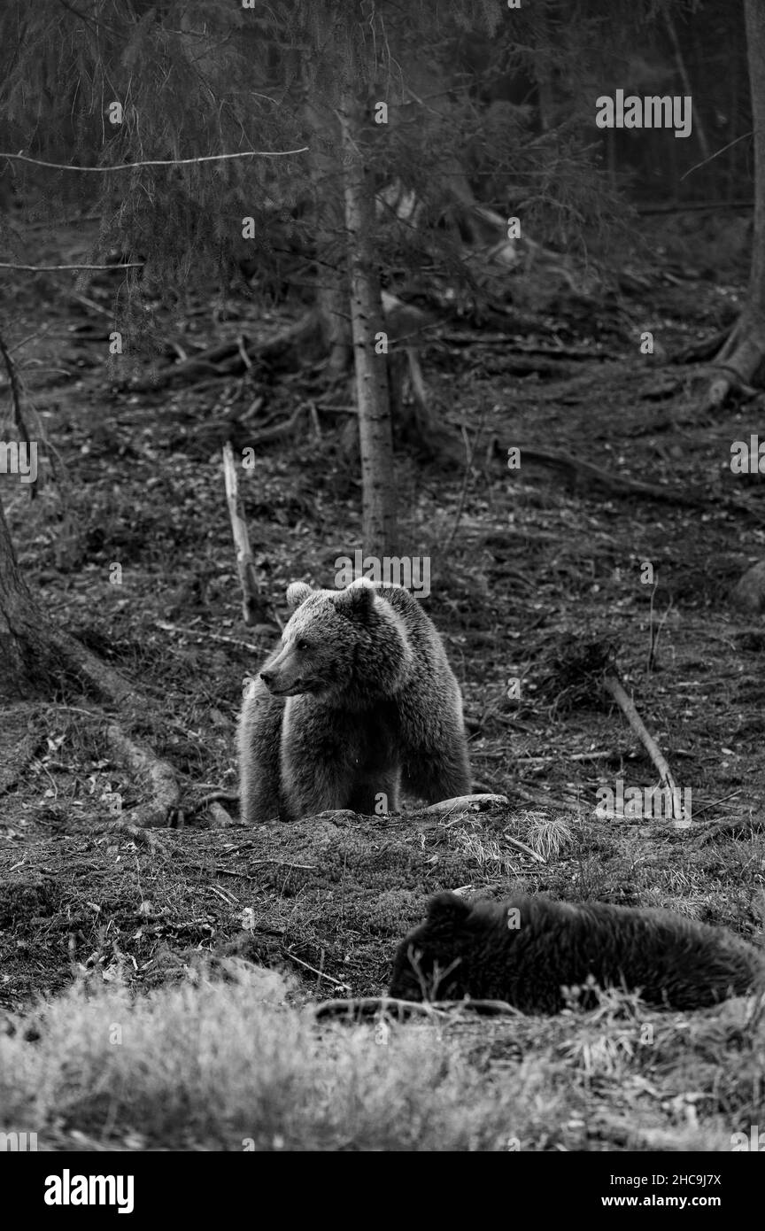 Paws in the forest Black and White Stock Photos & Images - Alamy