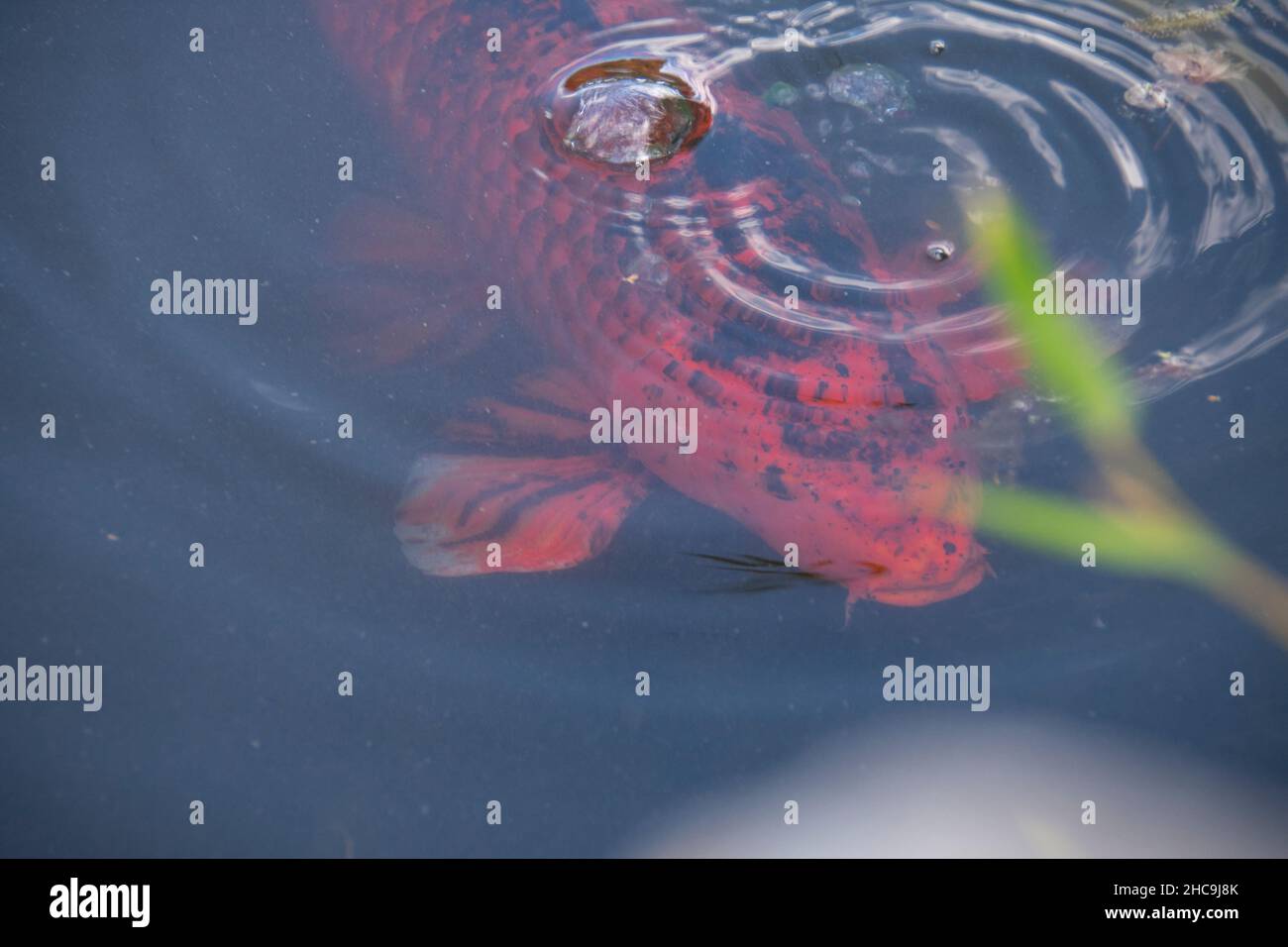 Koi fish swimming in pond at Chinese Garden in Garten der Welt Marzahn