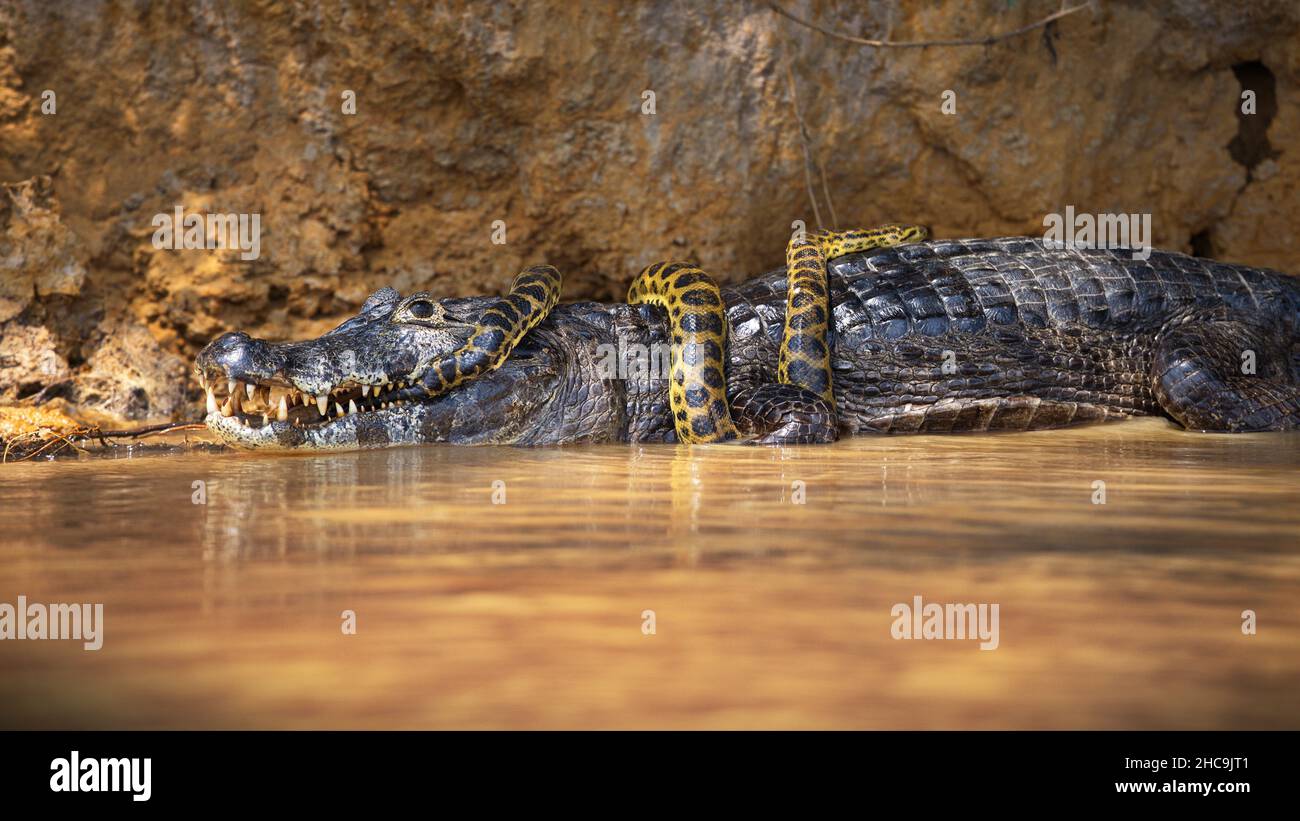 Snake wrapped around a crocodile in Pantanal, Brazil during daylight Stock Photo