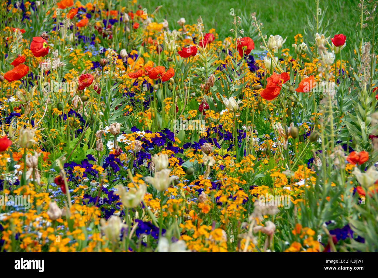 Landscape of icelandic poppy flowers in Garten der Welt Marzahn Berlin Stock Photo