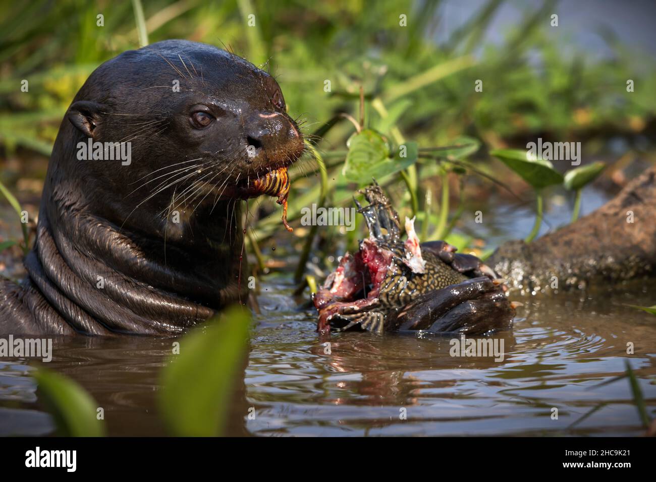 Closeup of a giant otter eating fish in a pond in Pantanal, Brazil