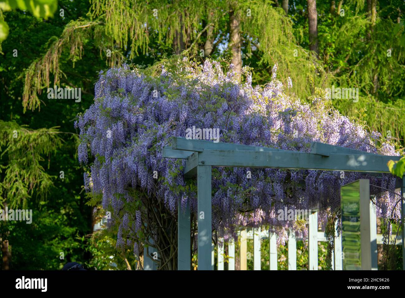 wisteria blüte Wisteria floribunda main image 0