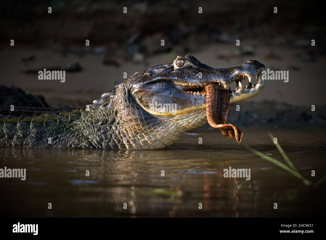 Crocodile eating fish outdoors in Pantanal, Brazil during daylight Stock Photo