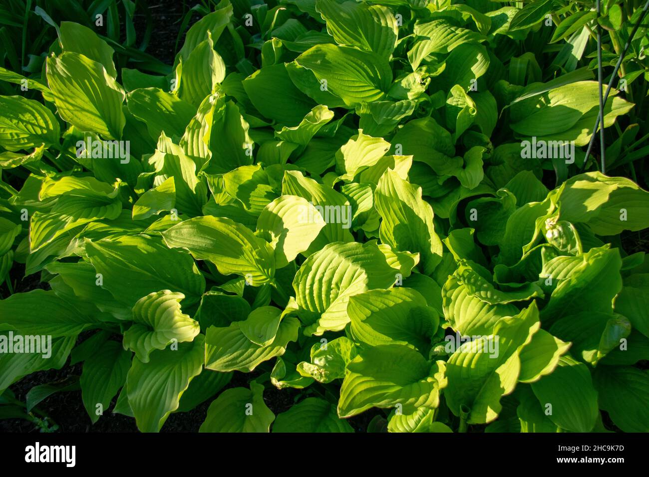 Landscape of Hosta plantaginea plantain lily in Garten der Welt Marzahn Berlin Stock Photo