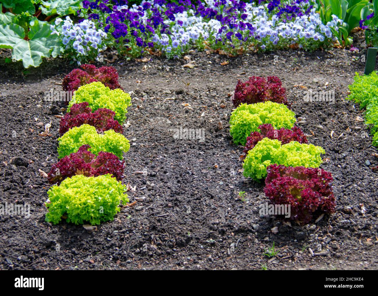 Lettuce growing in vegetable garden in English Garden in Garten der