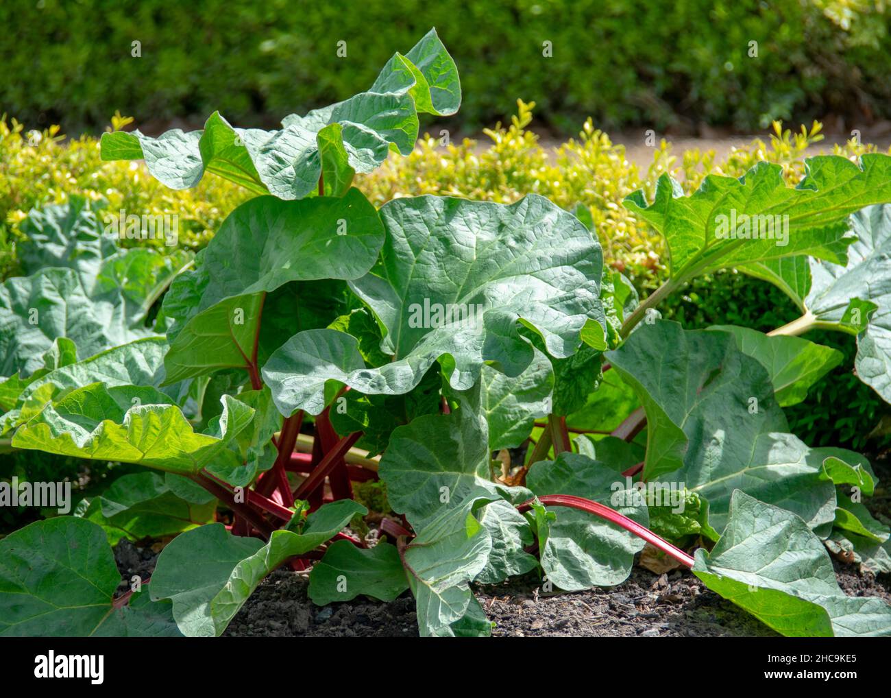 Lettuce growing in vegetable garden in English Garden in Garten der