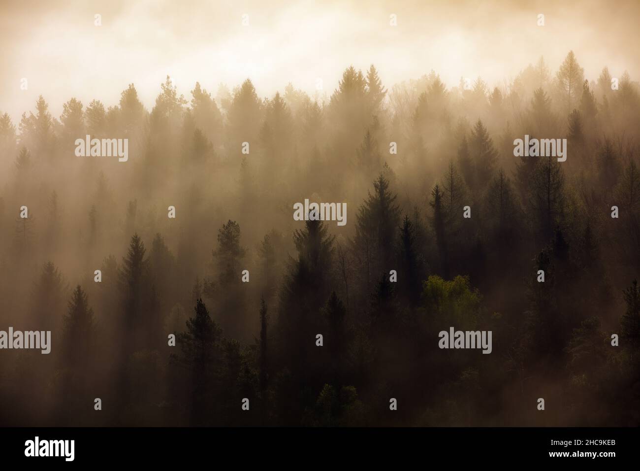 Dense trees covered by fog Stock Photo - Alamy
