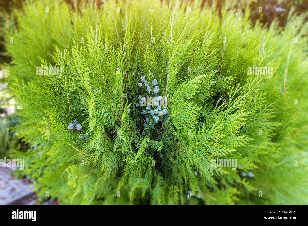 Thuja berries - popular plant in landscape design Stock Photo